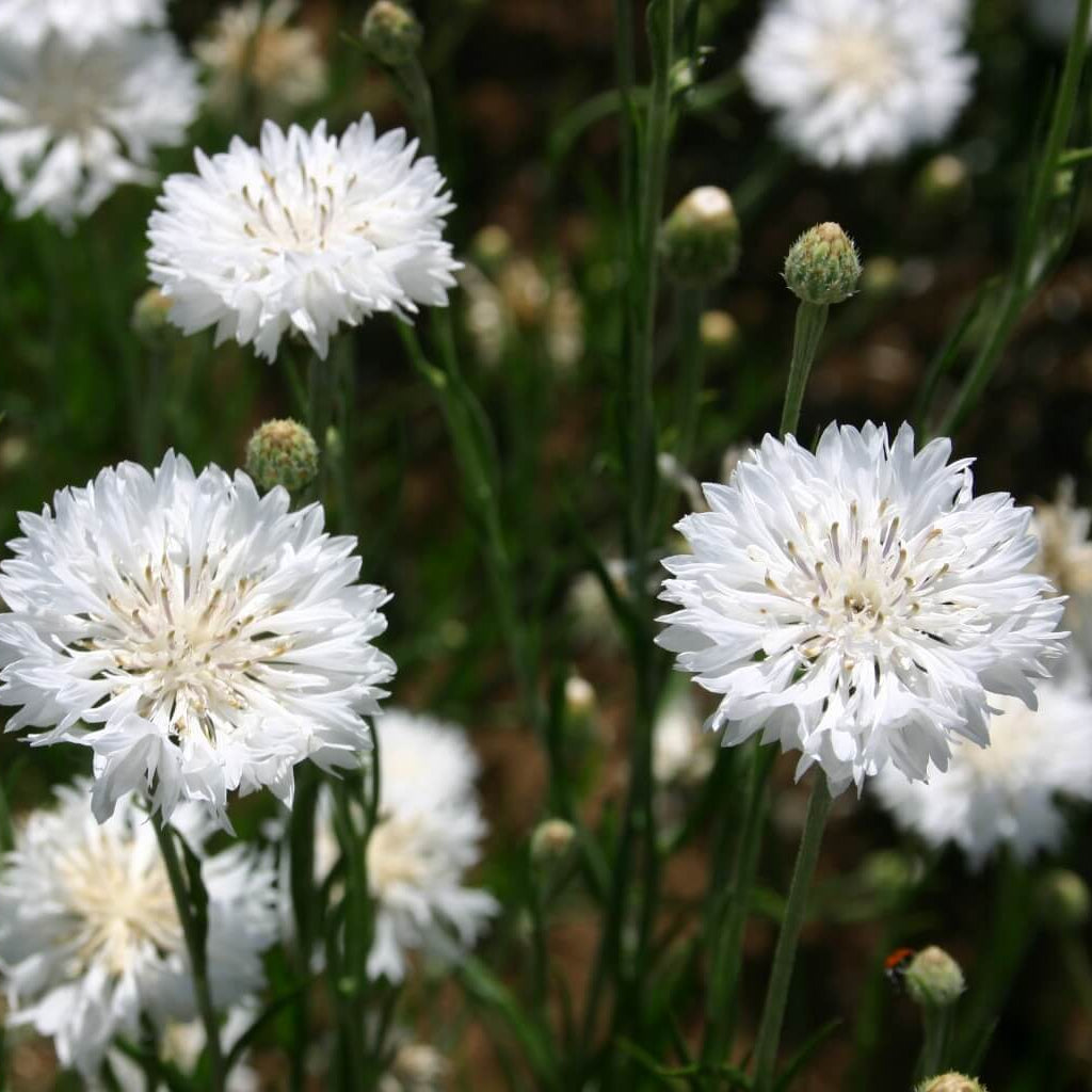 Centau Bachelor Button Seeds