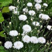 Centau Bachelor Button Seeds