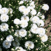 Centau Bachelor Button Seeds