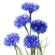 Deep Purple Bachelor Buttons Seeds