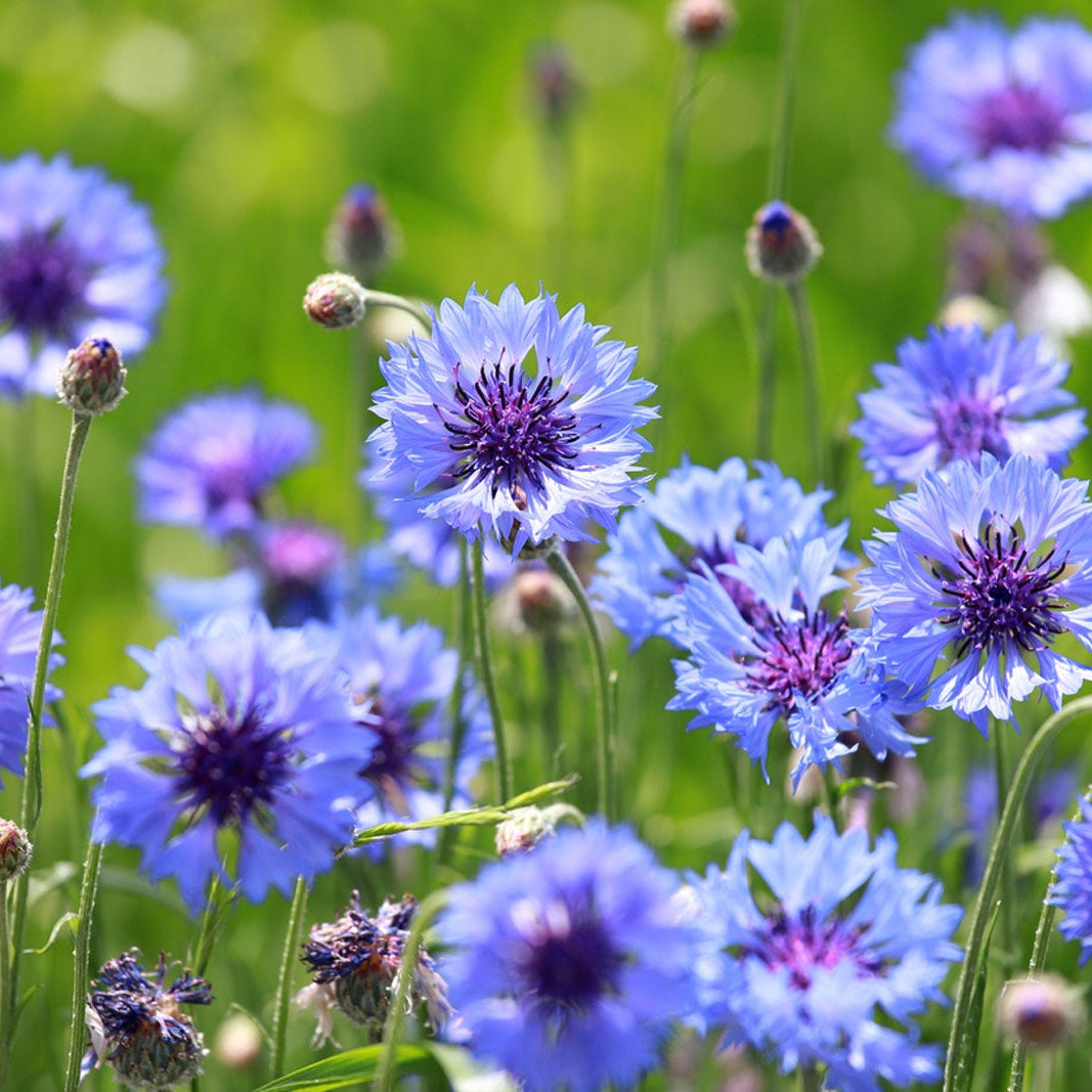 Deep Purple Bachelor Buttons Seeds