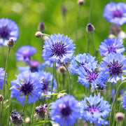 Deep Purple Bachelor Buttons Seeds