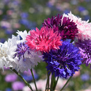 Mixed Colors Bachelor Buttons Seeds