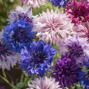 Mixed Colors Bachelor Buttons Seeds