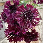 Black Ball Dark Maroon Bachelor Buttons Seeds