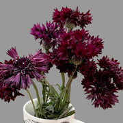 Black Ball Dark Maroon Bachelor Buttons Seeds