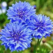 Classic Blue Cornflower Bachelor Buttons Seeds