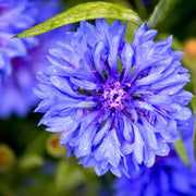 Double Blue Bachelor Buttons Seeds