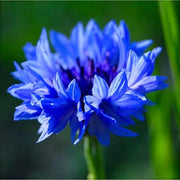 Double Blue Bachelor Buttons Seeds