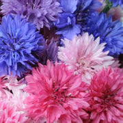 Pastel Mix Bachelor Buttons Seeds