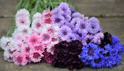 Pastel Mix Bachelor Buttons Seeds