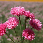 Pink Charm Bachelor Buttons Seeds