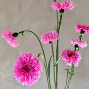Pink Charm Bachelor Buttons Seeds