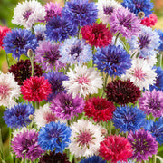 Mixed Colors Bachelor Buttons Seeds