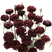 Black Ball Dark Maroon Bachelor Buttons Seeds