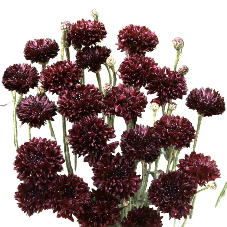 Black Ball Dark Maroon Bachelor Buttons Seeds