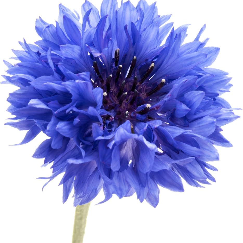 Classic Blue Cornflower Bachelor Buttons Seeds