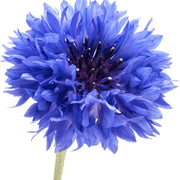 Classic Blue Cornflower Bachelor Buttons Seeds