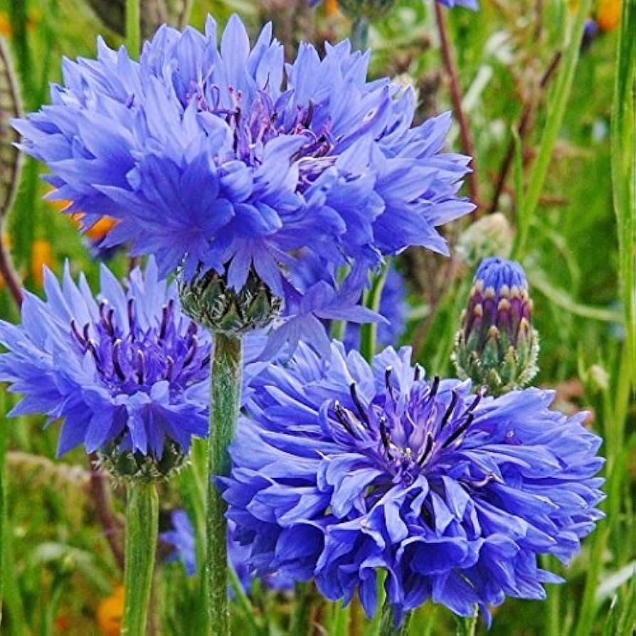 Double Blue Bachelor Buttons Seeds