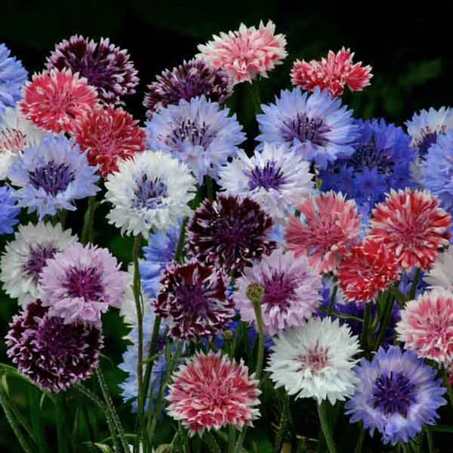 Pastel Mix Bachelor Buttons Seeds