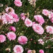 Pink Charm Bachelor Buttons Seeds