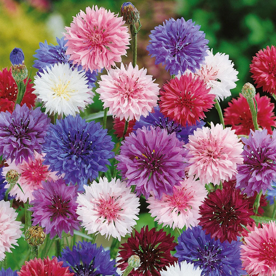 Tall Mixed Bachelor Buttons Seeds