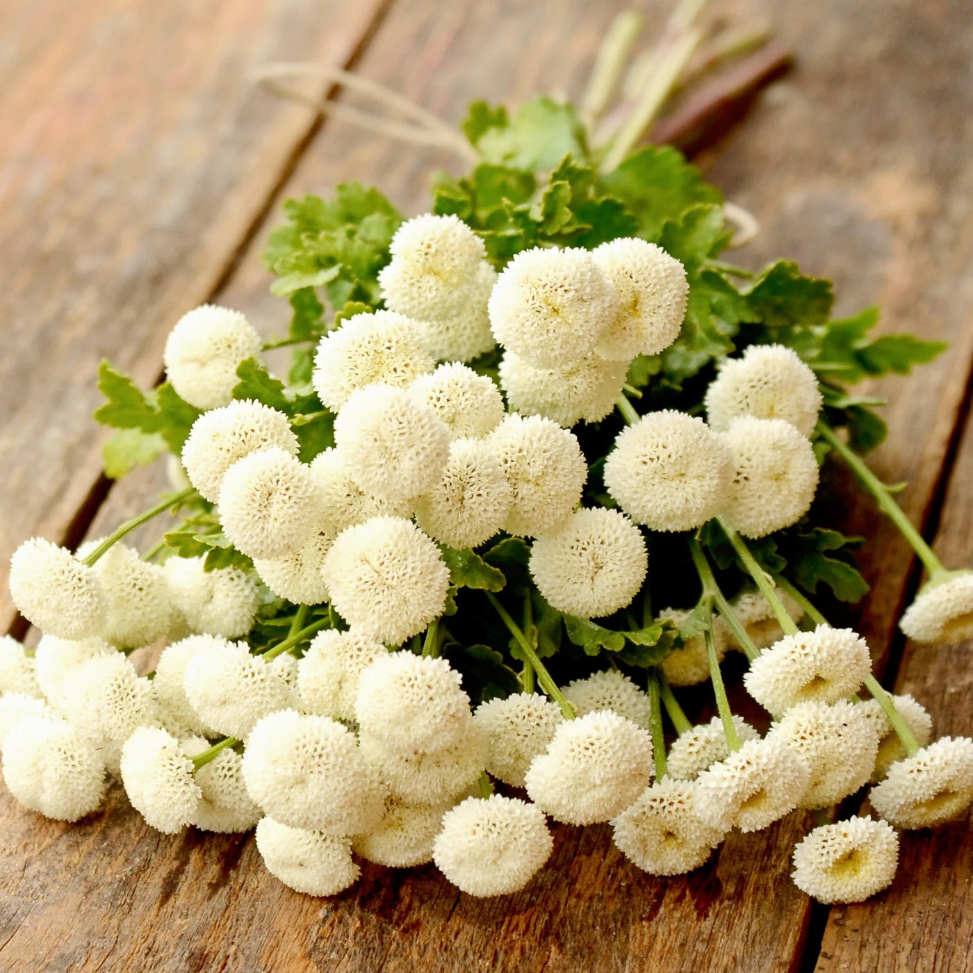 White Snowball Bachelor Buttons Seeds, Flower Pllant