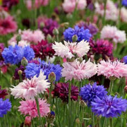 Tall Mixed Bachelor Buttons Seeds