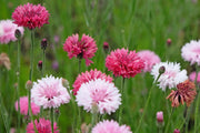 Tall Mixed Bachelor Buttons Seeds