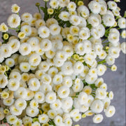 White Snowball Bachelor Buttons Seeds, Flower Pllant