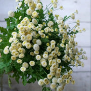 White Snowball Bachelor Buttons Seeds, Flower Pllant
