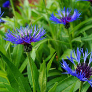 Classic Blue Bachelor's Button Seeds
