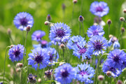 Classic Blue Bachelor's Button Seeds