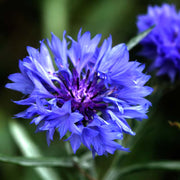 Classic Blue Bachelor's Button Seeds