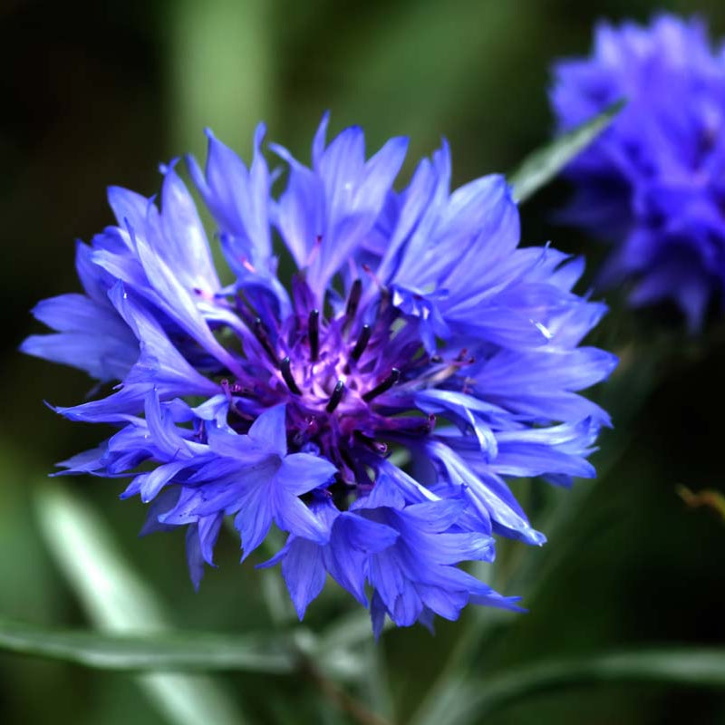 Classic Blue Bachelor's Button Seeds