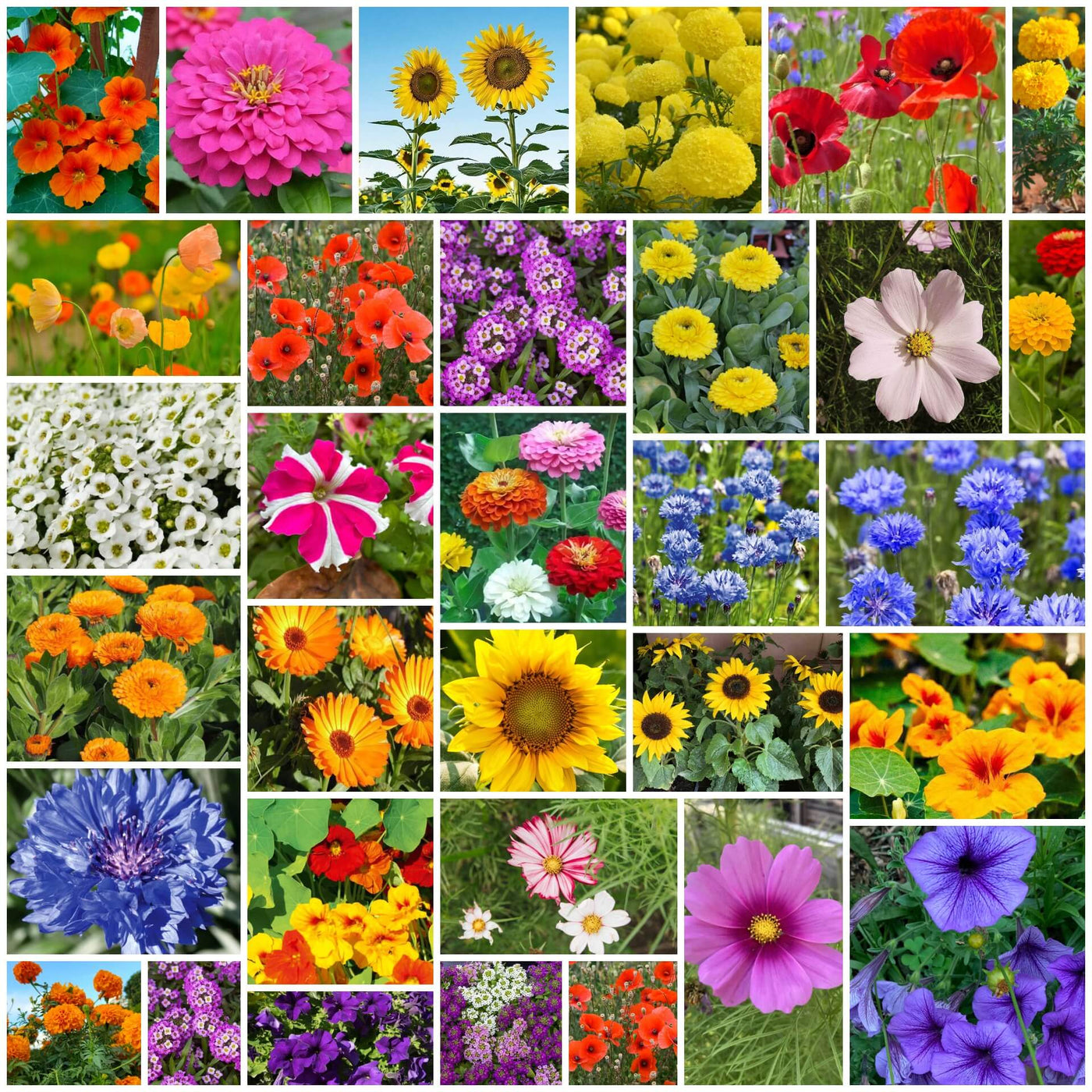 Backyard Flower Garden Mix Seeds
