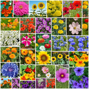 Backyard Flower Garden Mix Seeds