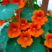 Backyard Flower Garden Mix Seeds
