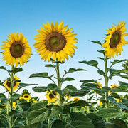 Backyard Flower Garden Mix Seeds