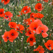 Backyard Flower Garden Mix Seeds