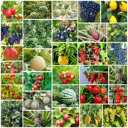 Backyard Fruit Garden Kit Seeds