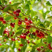 Backyard Fruit Garden Kit Seeds