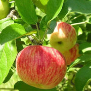 Backyard Fruit Garden Kit Seeds