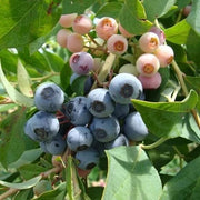 Backyard Fruit Garden Kit Seeds