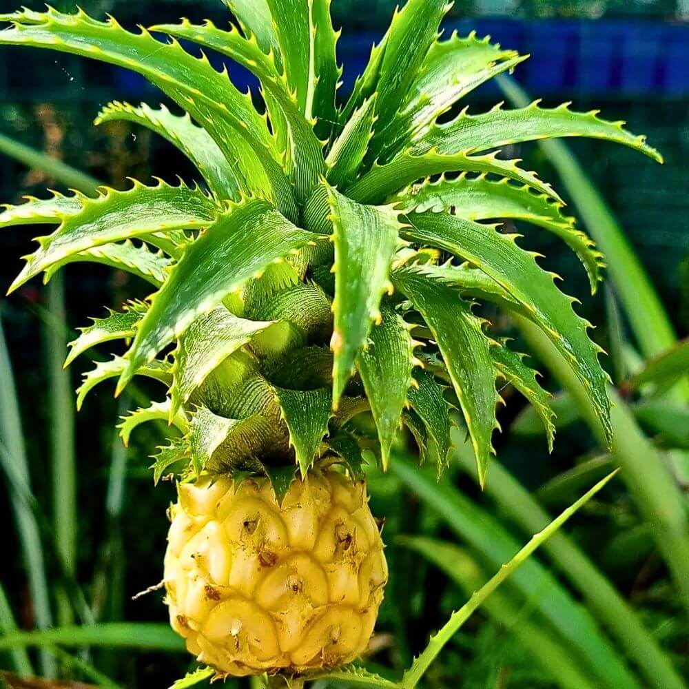 Backyard Fruit Garden Kit Seeds