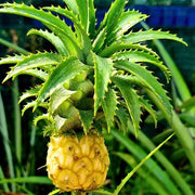 Backyard Fruit Garden Kit Seeds