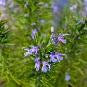 Backyard Herb Garden Kit Seeds