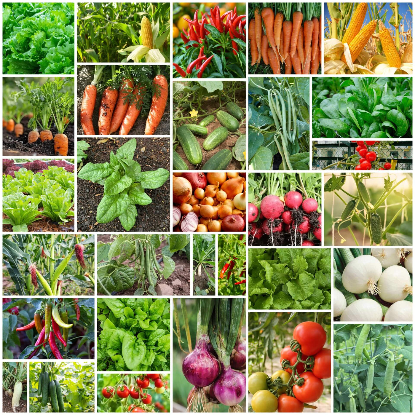 Backyard Vegetable Mix Seeds