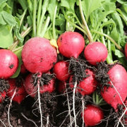 Backyard Vegetable Mix Seeds