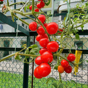 Backyard Vegetable Mix Seeds